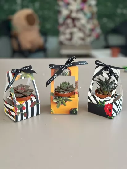 Seperatörlü Sukulent Kutusu 30’lu Karma Paket