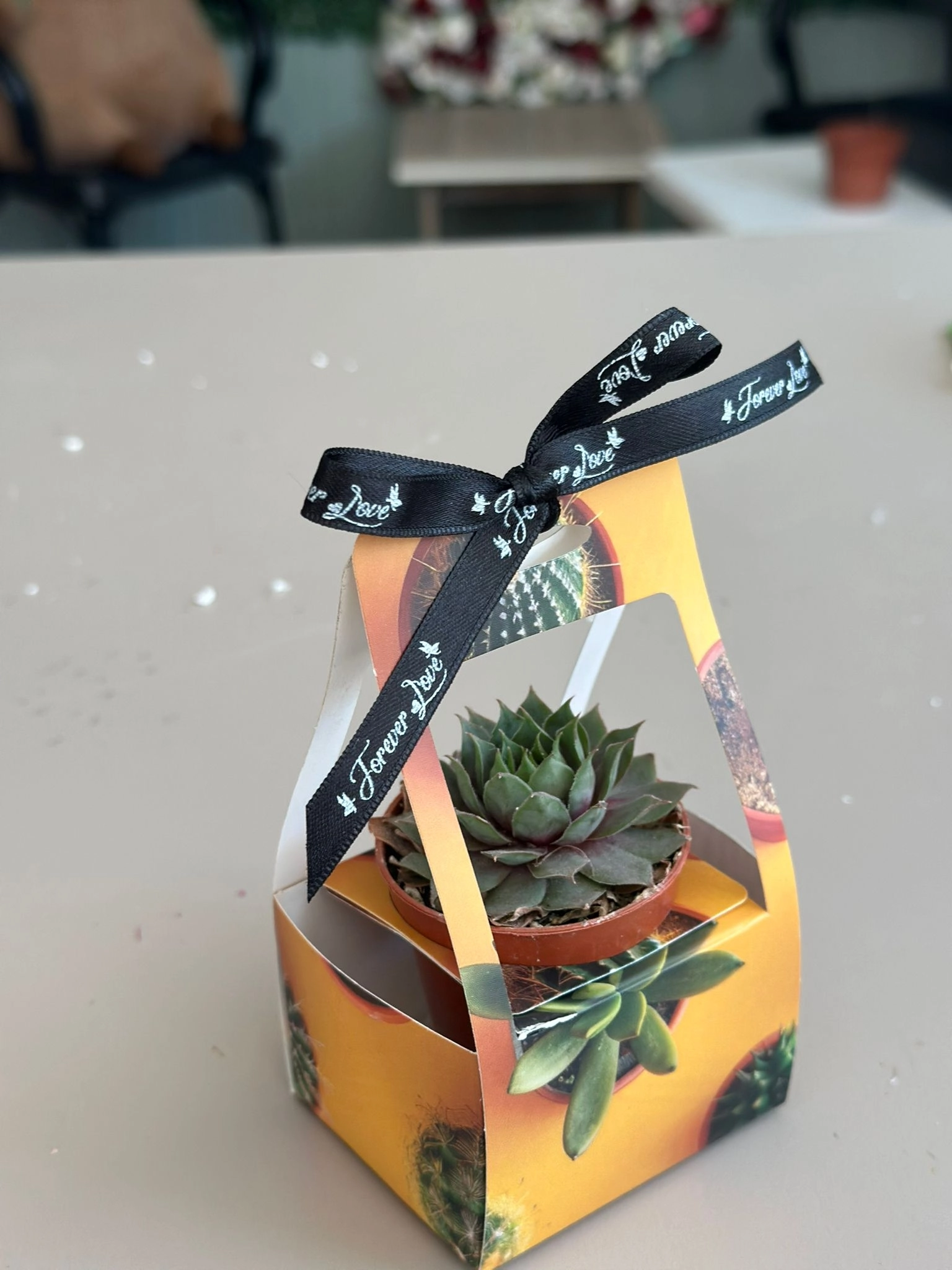 Seperatörlü Sukulent Kutusu 30’lu Karma Paket