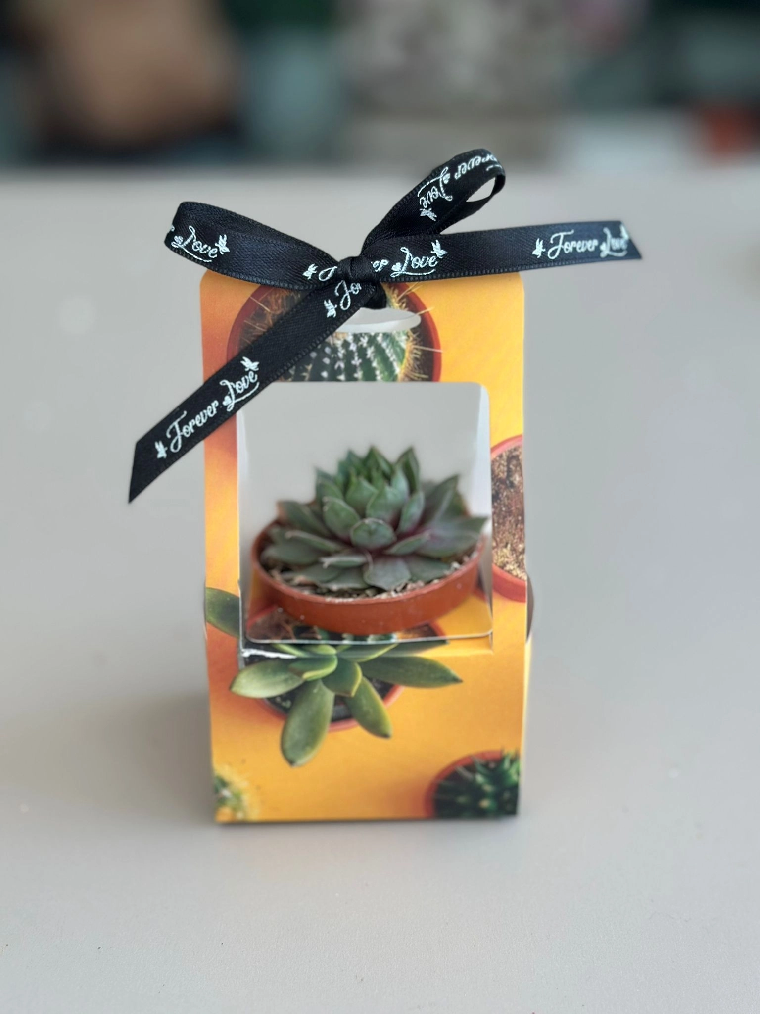 Seperatörlü Sukulent Kutusu 30’lu Karma Paket